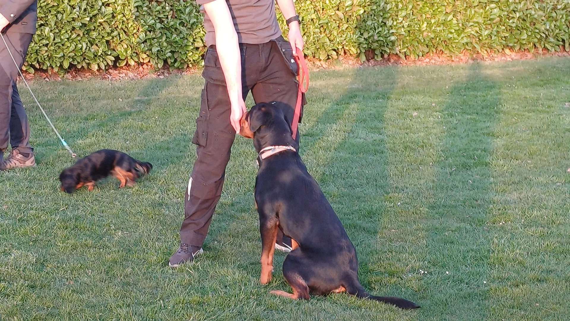 hond wordt beloond met snoepje