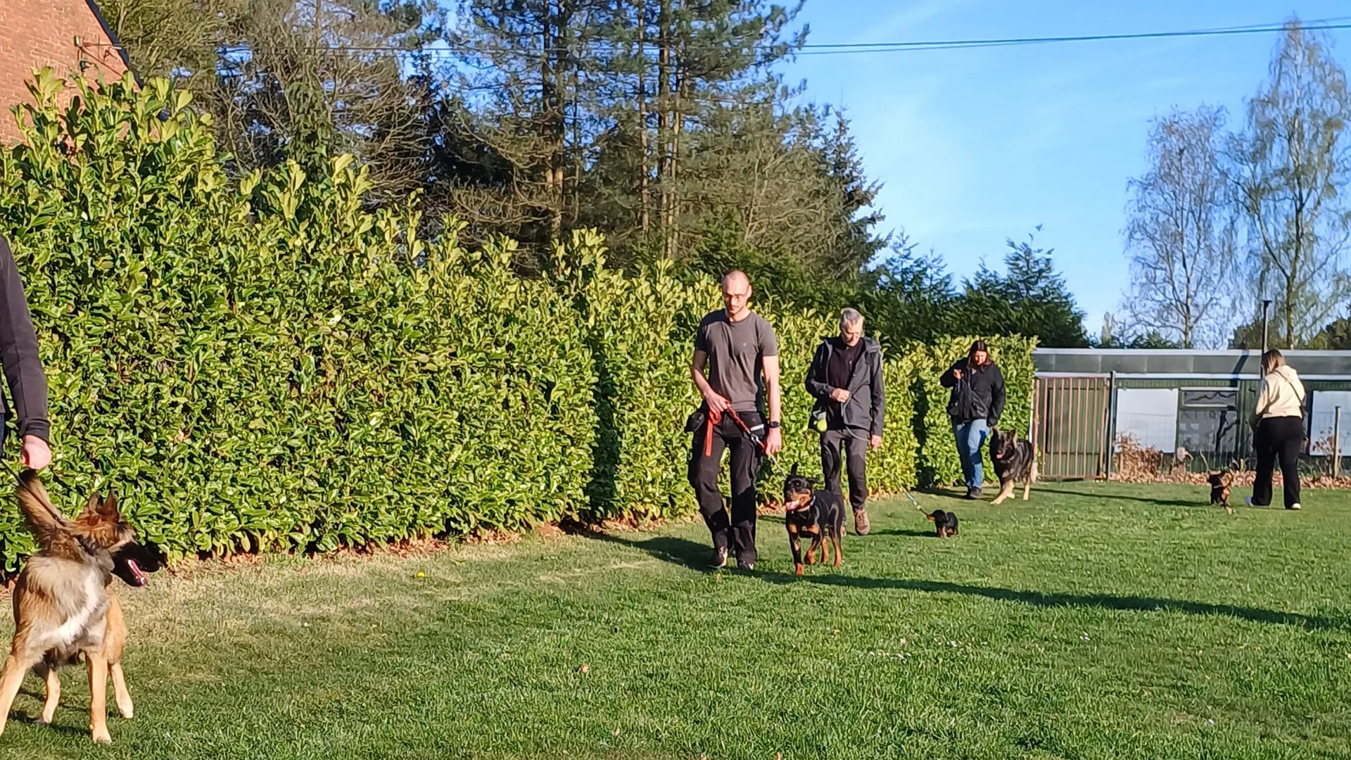 honden lopen met hun geleiders achter elkaar