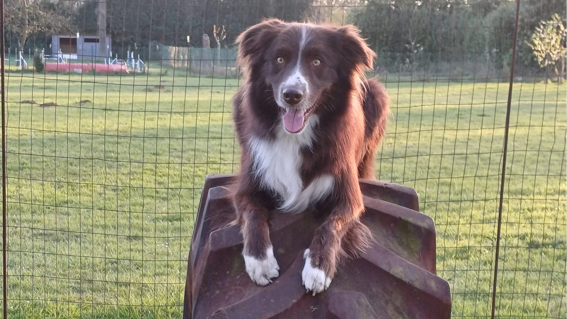 hond doet houding op tractorband
