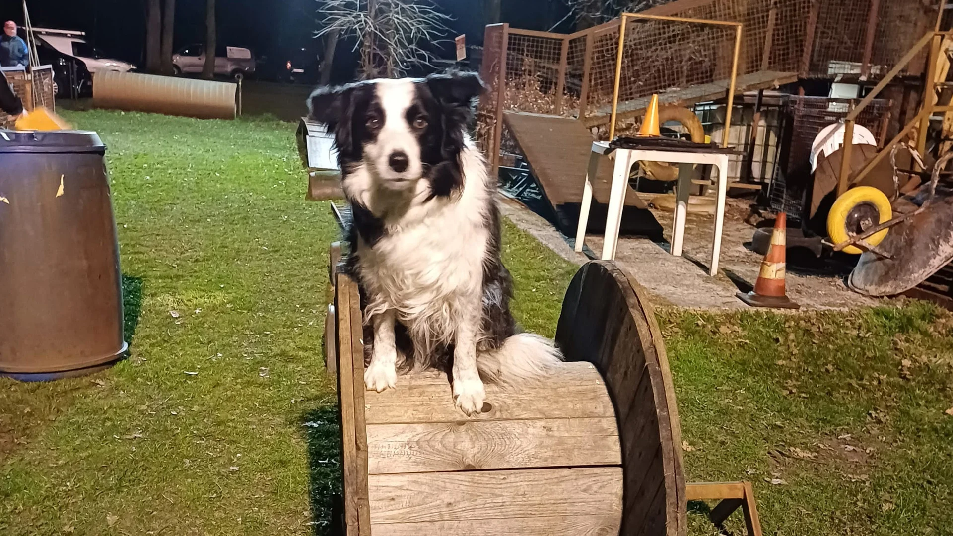 hond zit netjes op een bobbijn