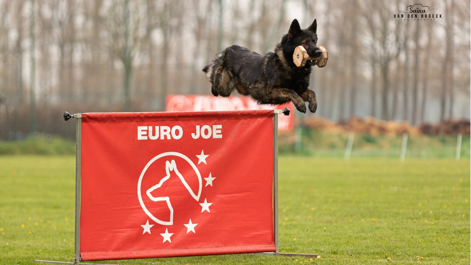 hond springt over hindernis