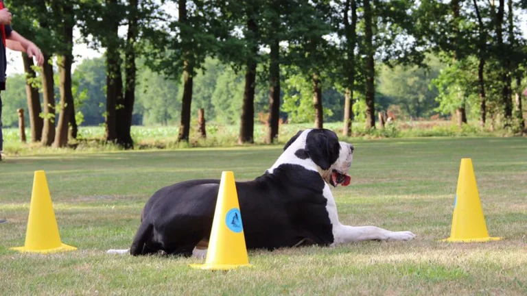 hond ligt op plaats en wacht op bevel
