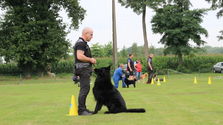 hond zit in houding zitvoor