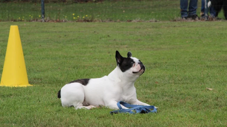 hond ligt op plaats