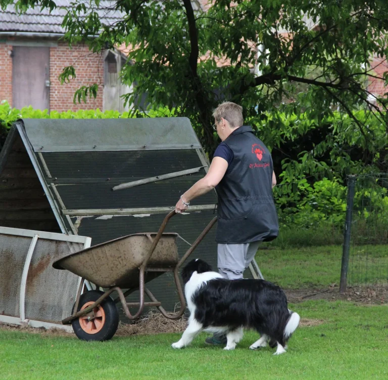 hond loopt los aast man met kruiwagen