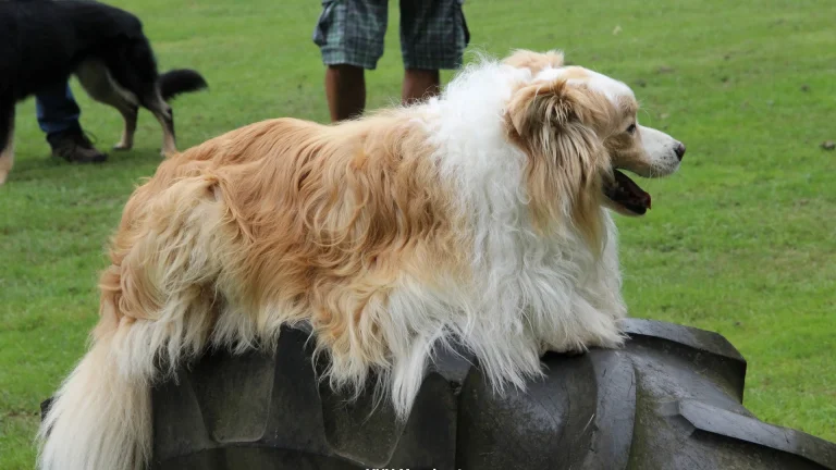 hond ligt op rechtstaande tractorband