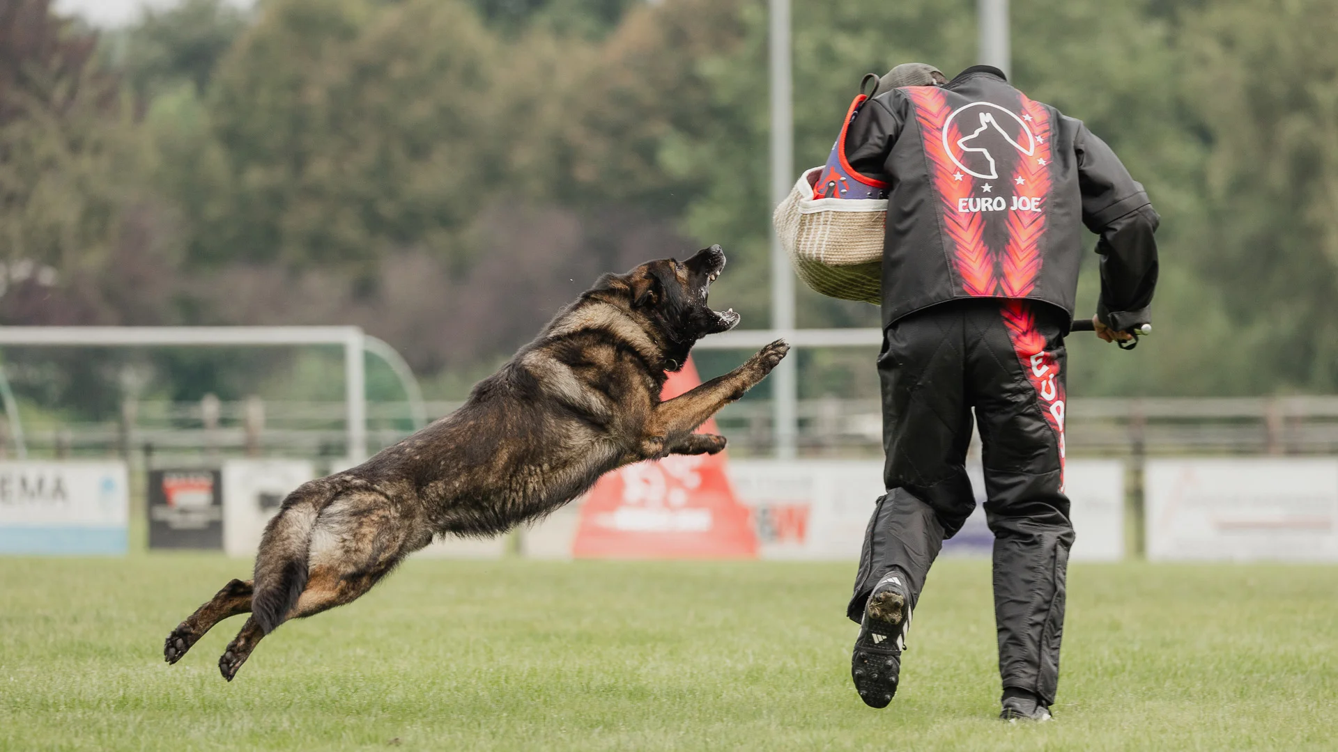 hond sprngt naar pakwerker