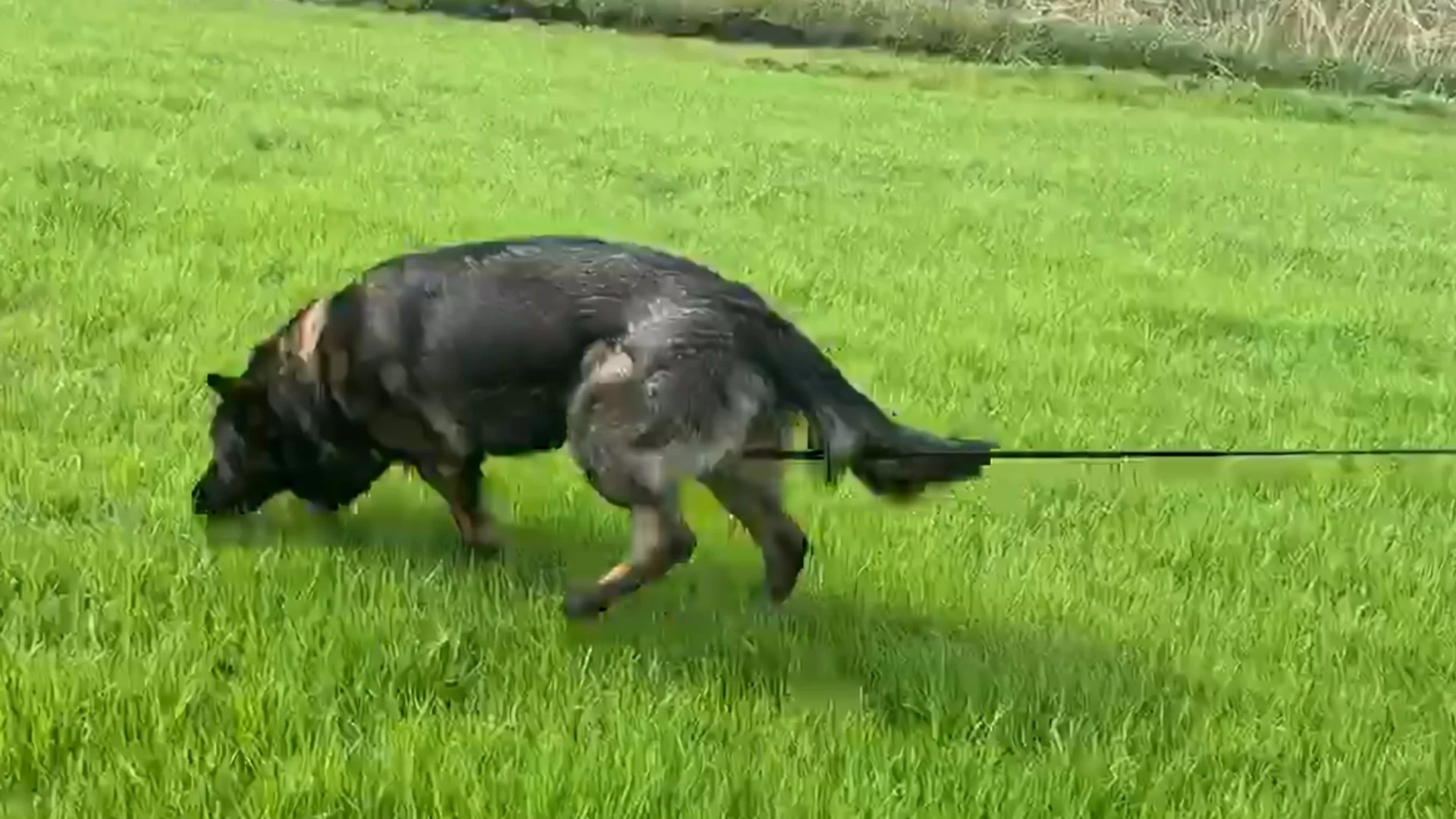 hond speurt naar voorwerp