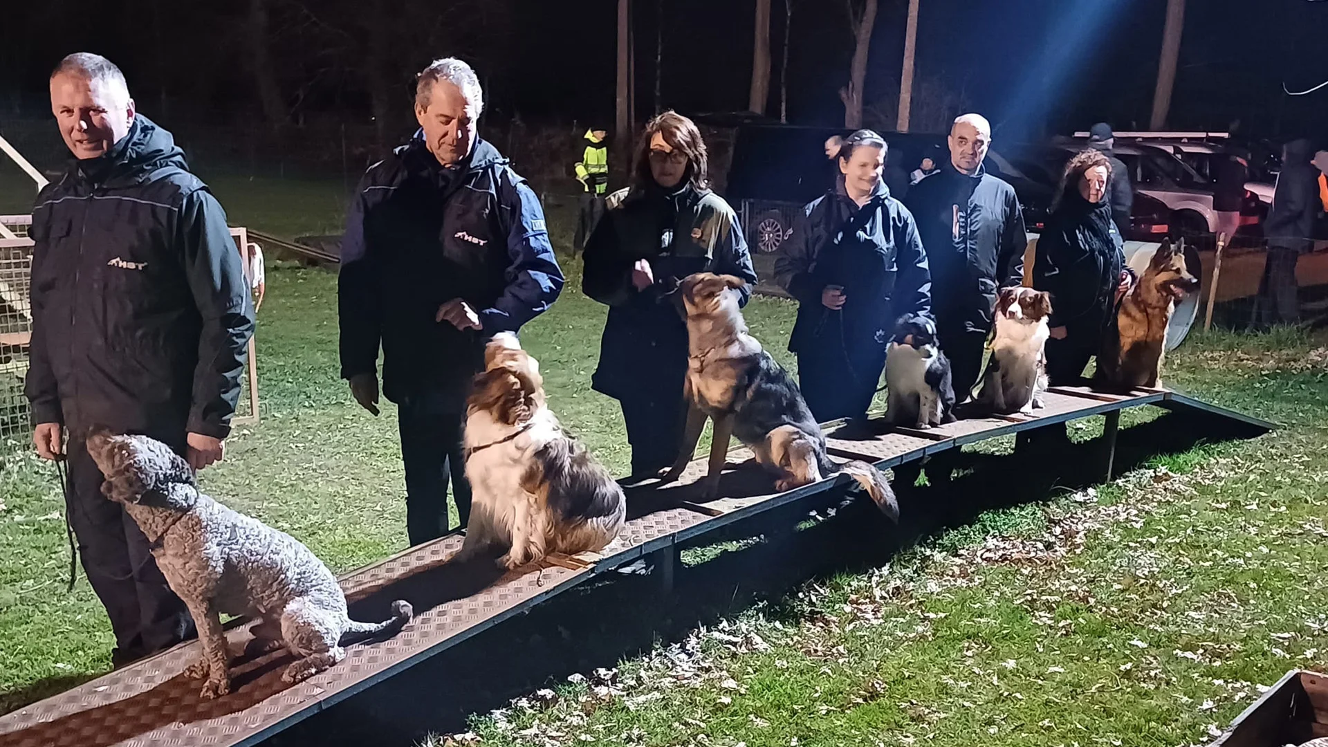 honden zitten achter elkaar op de kattentrap