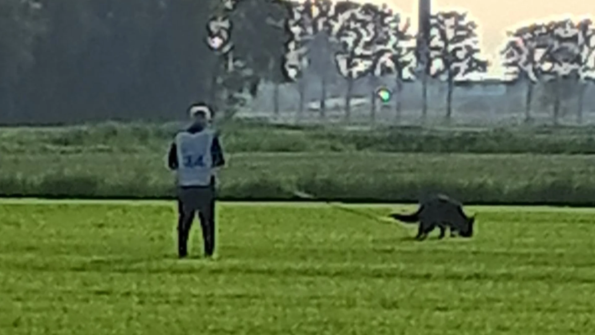 hond speurt naar voorwerpen