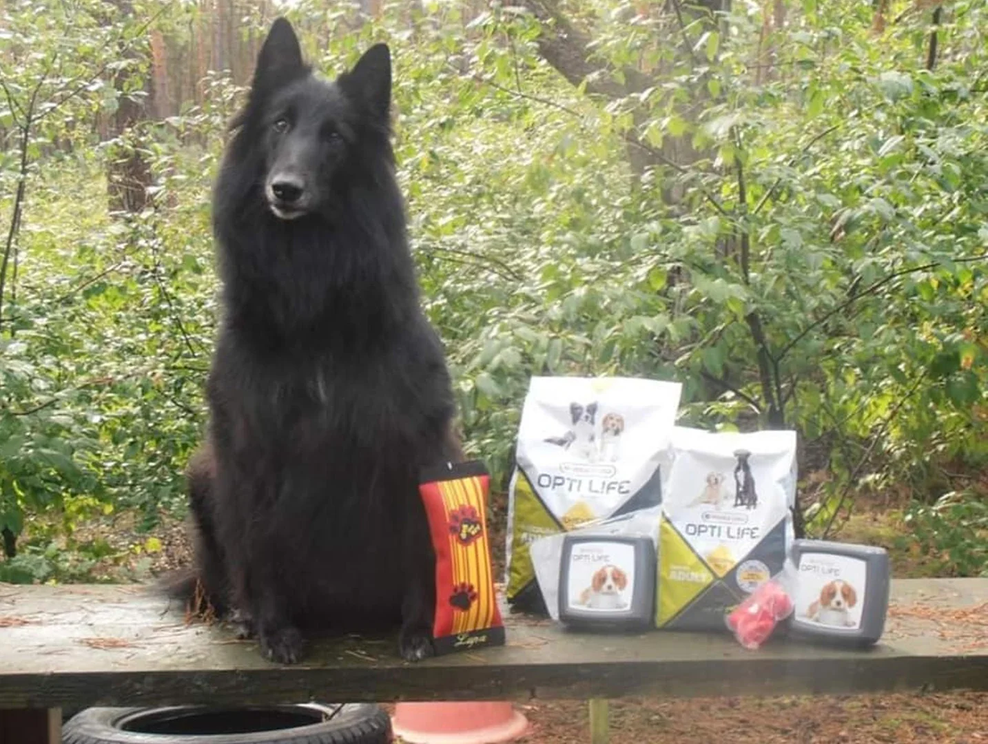 hond zit naast zijn gewonnen prijzen