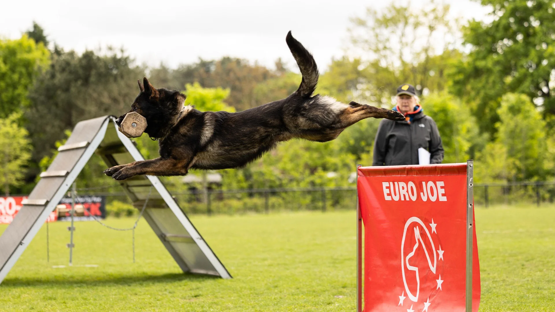 hond springt met aport over border